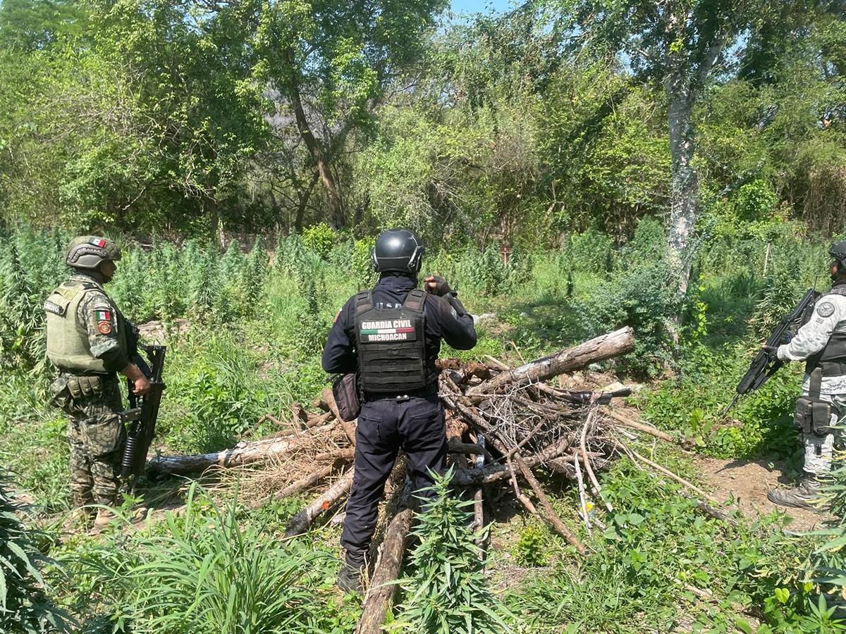 destrucción de plantío de marihuana en Coahuayana-1