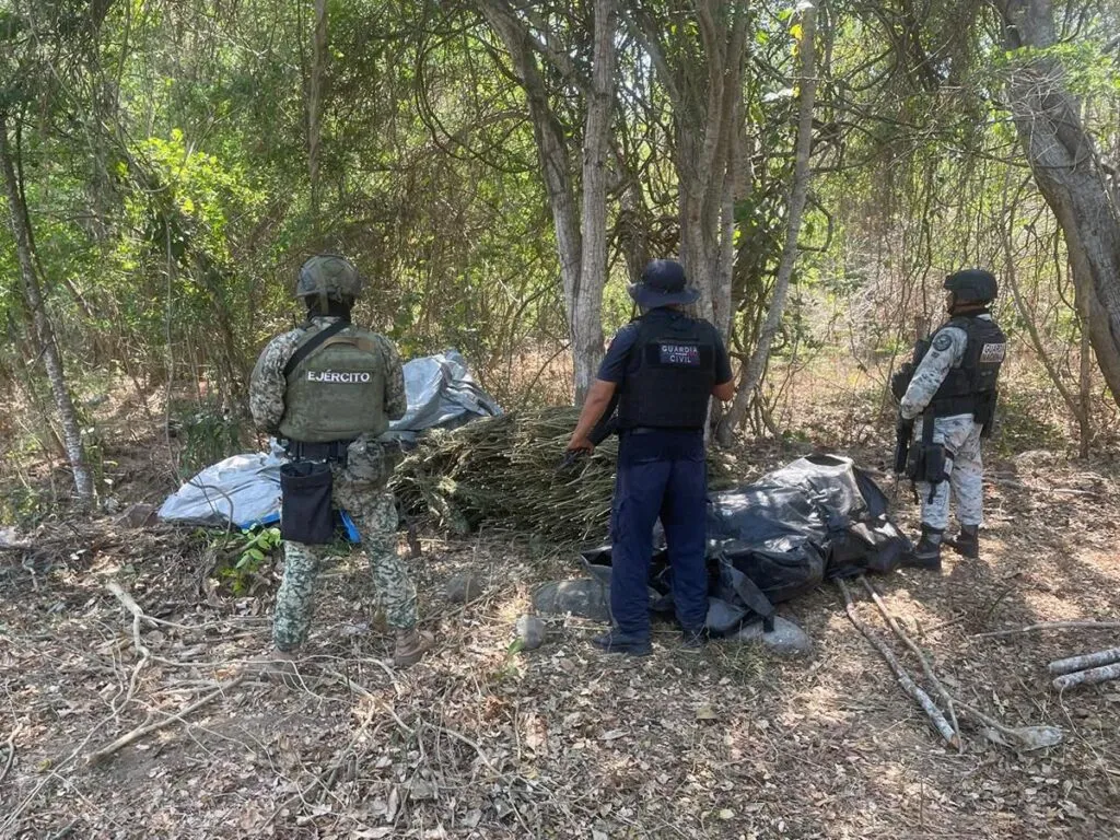 destrucción de plantío de marihuana en Coahuayana