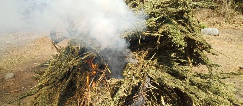 destrucción de plantío de marihuana en Coahuayana-2