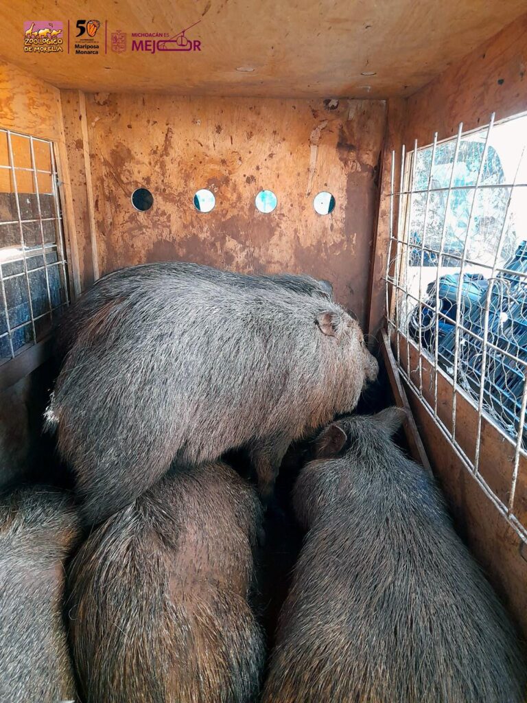 Ejemplares de fauna silvestre decomisados en Huetamo