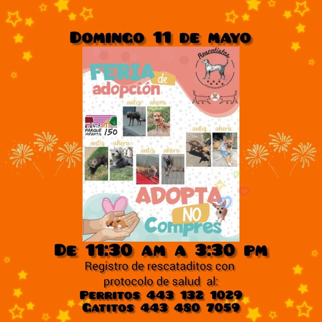 Este domingo feria de adopción en Morelia; dale la oportunidad a un peludito-1