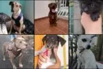 Este domingo feria de adopción en Morelia; dale la oportunidad a un peludito