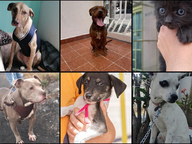 Este domingo feria de adopción en Morelia; dale la oportunidad a un peludito