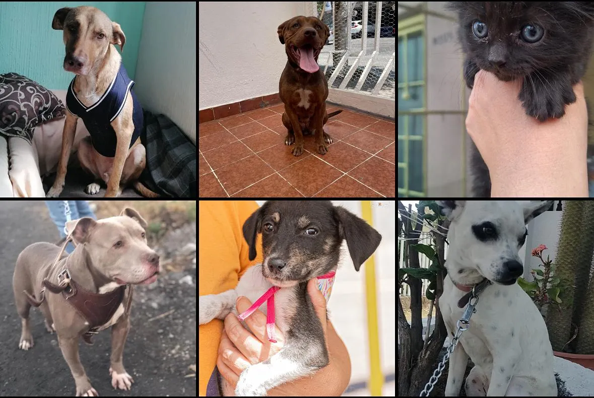 Este domingo feria de adopción en Morelia; dale la oportunidad a un peludito