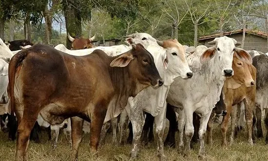 EU suspende la importación de ganado de México por la propagación del gusano barrenador-1