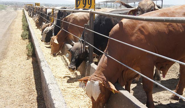 EU suspende la importación de ganado de México por la propagación del gusano barrenador