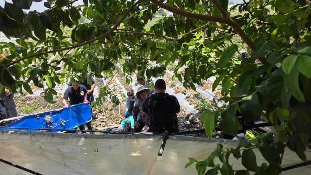 Grave campesino baleado en parcelas de San José El Platanal, Jacona