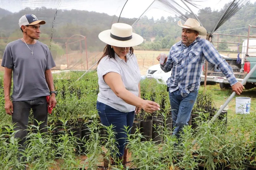 Huertos familiares con árboles frutales en Quiroga