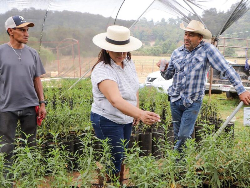 Huertos familiares con árboles frutales en Quiroga