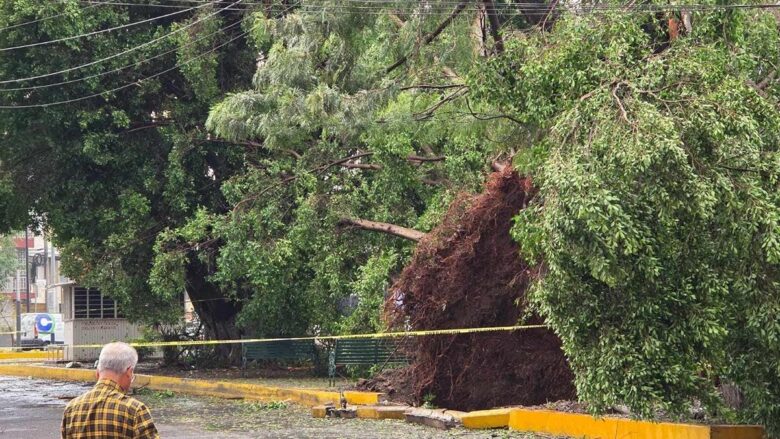Identifican a motociclista que murió al caerle un árbol en Zamora