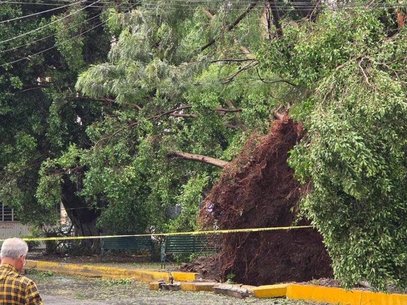 Identifican a motociclista que murió al caerle un árbol en Zamora