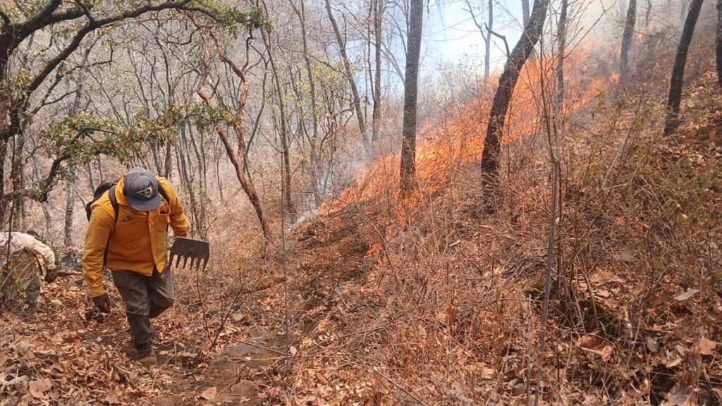 incendios en Michoacán Liquidados en Aguililla, Lagunillas y Pátzcuaro: Cofom-1