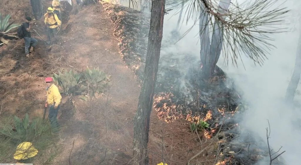 incendios en Michoacán Liquidados en Aguililla, Lagunillas y Pátzcuaro: Cofom