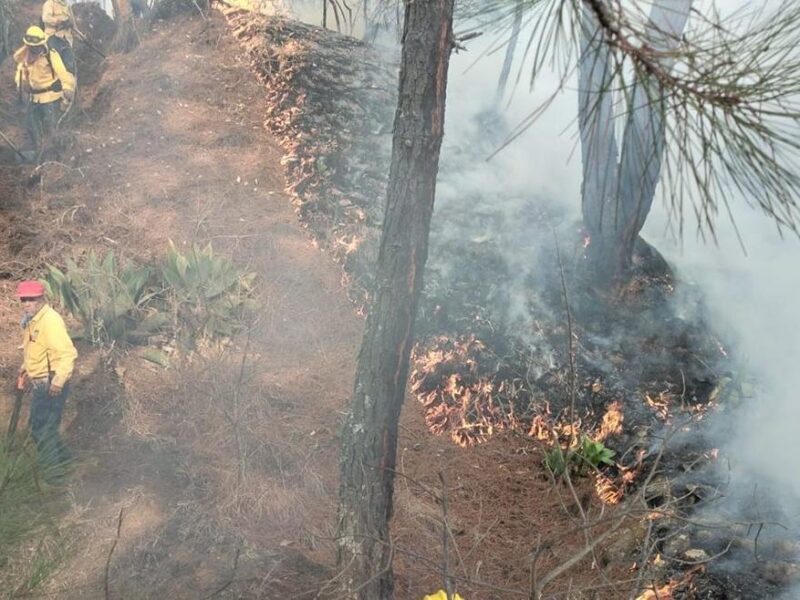 incendios en Michoacán Liquidados en Aguililla, Lagunillas y Pátzcuaro: Cofom