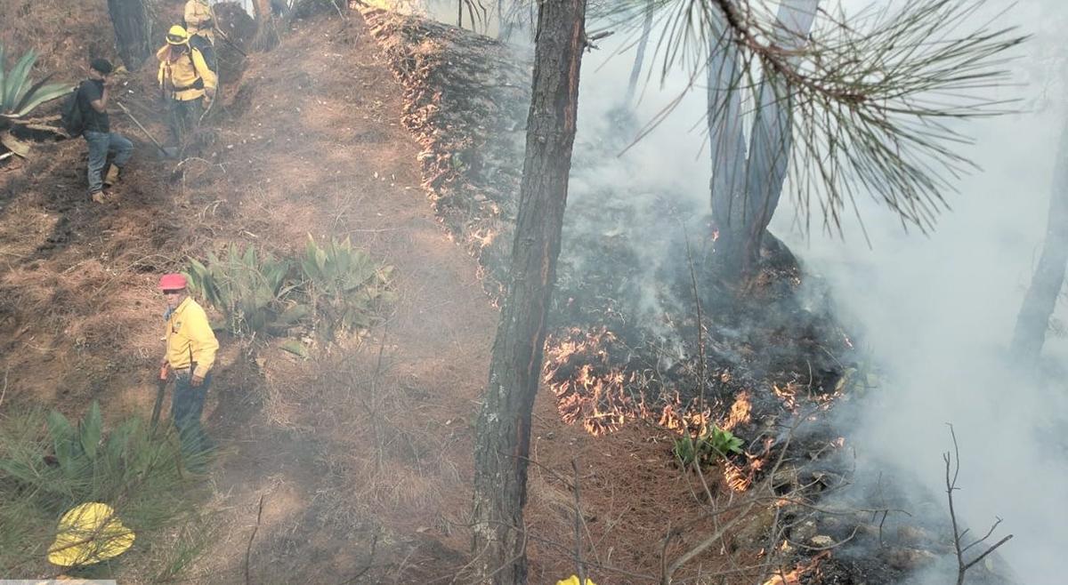 incendios en Michoacán Liquidados en Aguililla, Lagunillas y Pátzcuaro: Cofom