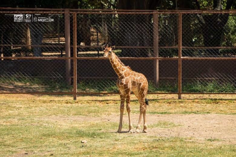 Invita Zoológico de Morelia a nombrar a su nueva cría de jirafa