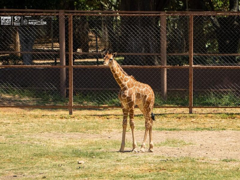 Invita Zoológico de Morelia a nombrar a su nueva cría de jirafa