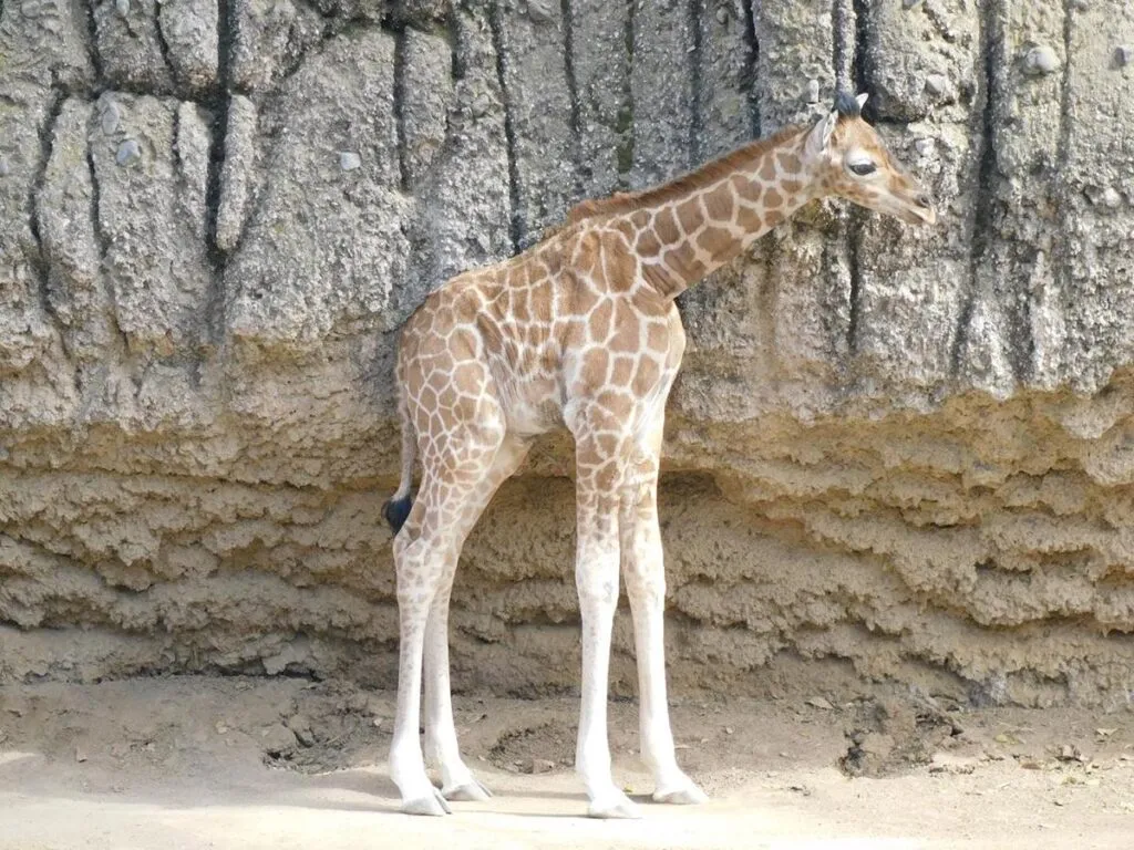 "Jabari" la nueva jirafita que ya puedes visitar en Chapultepec-2
