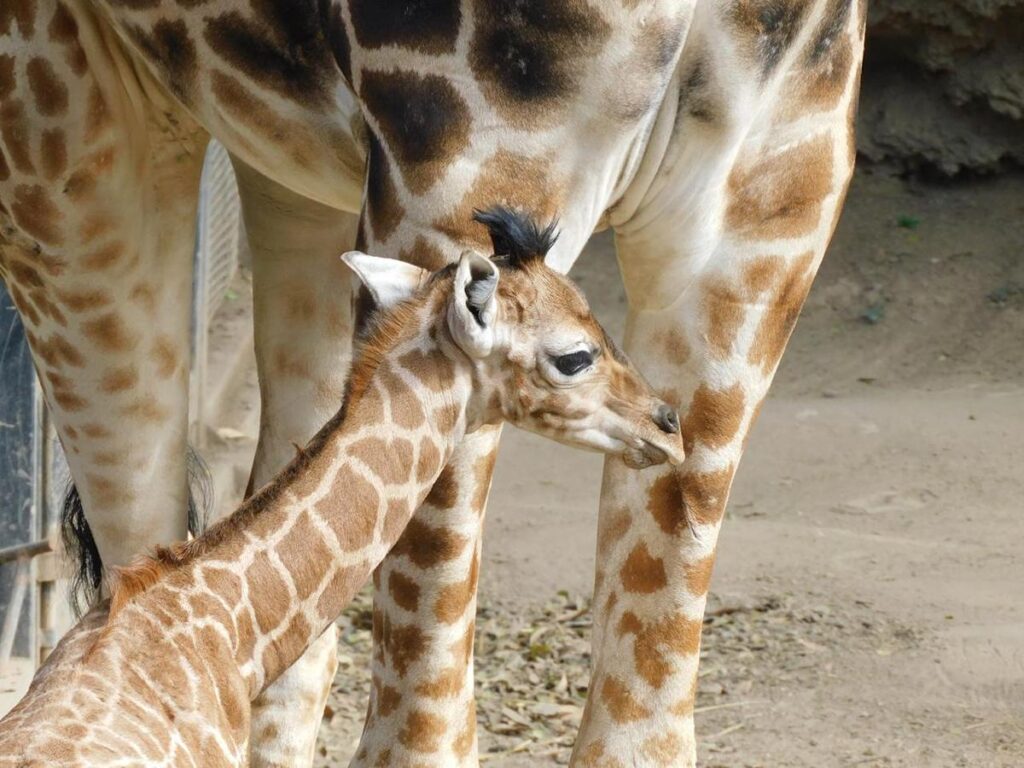 "Jabari" la nueva jirafita que ya puedes visitar en Chapultepec-3