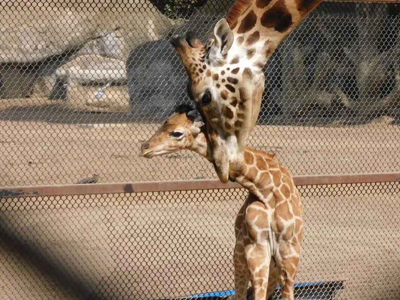 "Jabari" la nueva jirafita que ya puedes visitar en Chapultepec