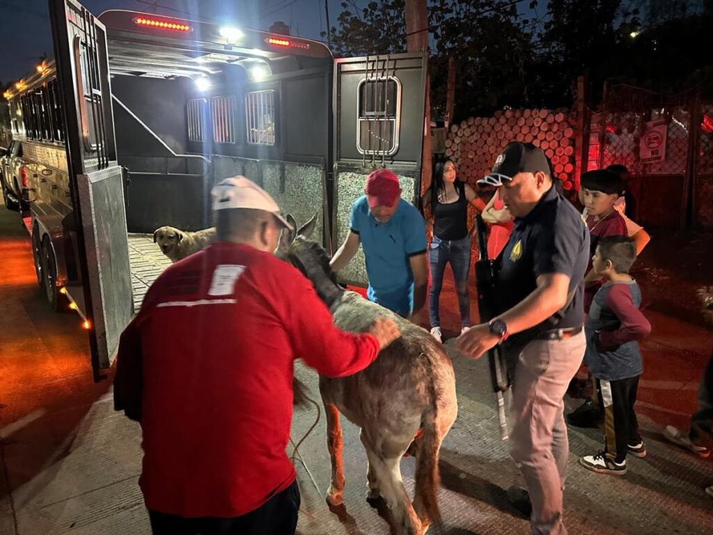 Justicia para “Platero”; vinculan a proceso a presunto agresor de burrito en Morelia