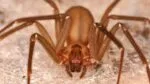 Araña violinista: veneno mortal y prevención