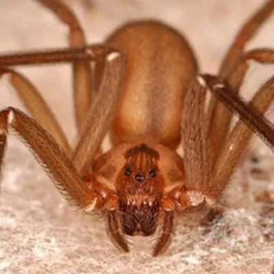 Araña violinista: veneno mortal y prevención