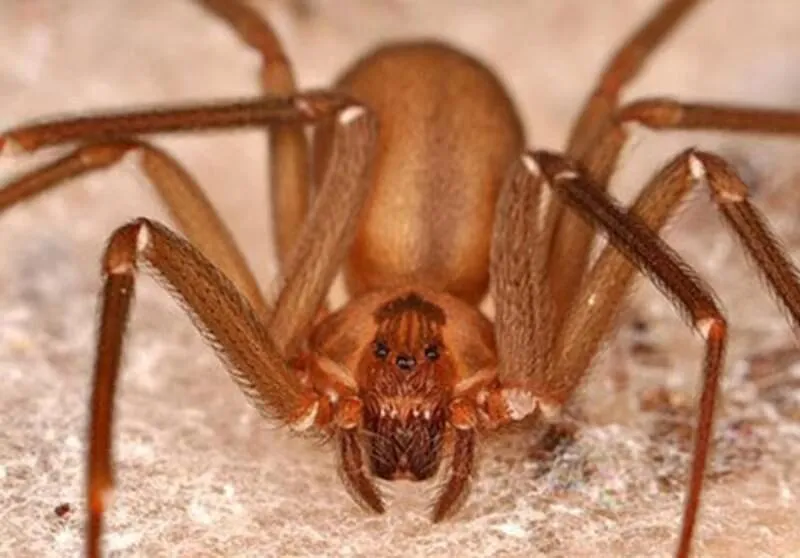 La araña violinista es peligrosa para los humanos