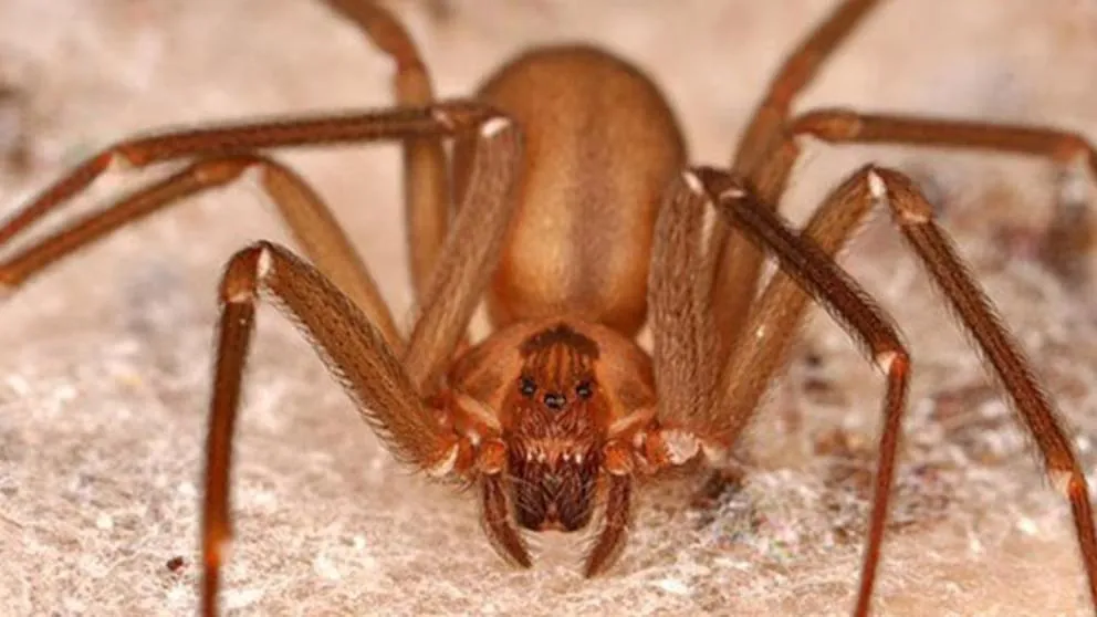 La araña violinista es peligrosa para los humanos