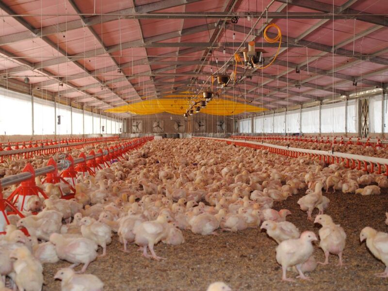 México suspende importación avícola brasileña por brote de gripe aviar
