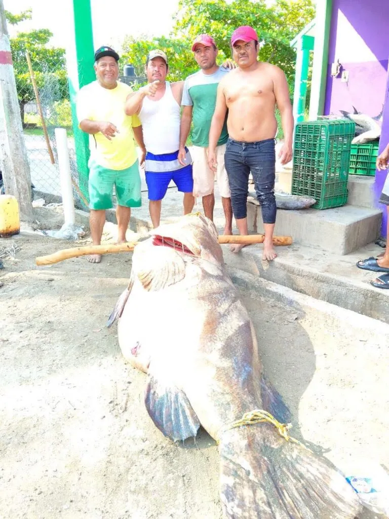 Pescadores capturan un mero de casi 300 kg en Tabasco-1
