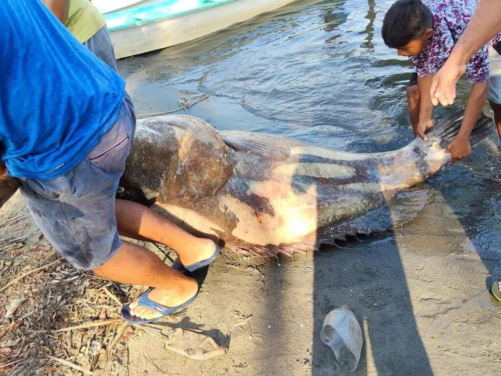Pescadores capturan un mero de casi 300 kg en Tabasco