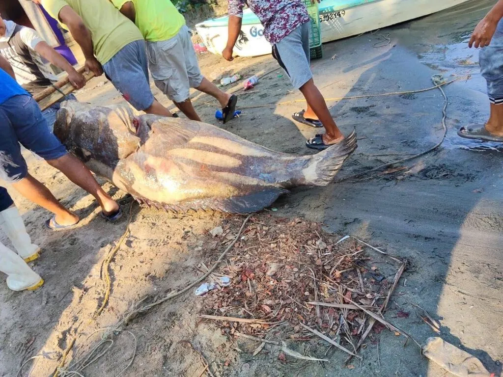 Pescadores capturan un mero de casi 300 kg en Tabasco-2