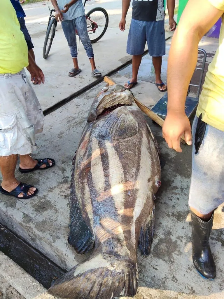 Pescadores capturan un mero de casi 300 kg en Tabasco-3
