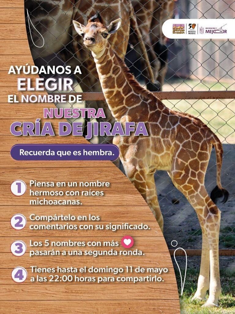 Ponle nombre a la nueva jirafita del Zoológico de Morelia