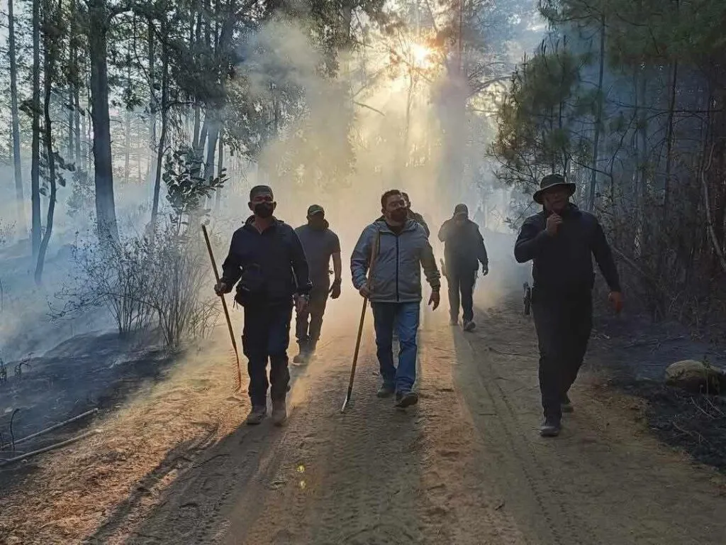 reportan incendio en la Reserva de la Mariposa Monarca en Senguio