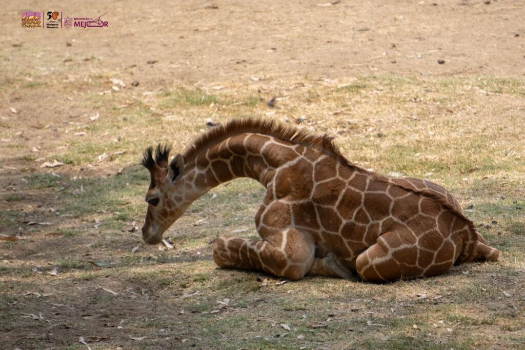 ¡Se llama Kawi! La jirafa bebé del Zoológico de Morelia-1