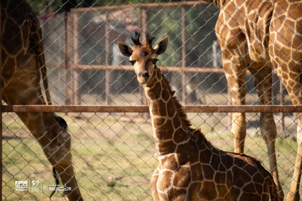 ¡Se llama Kawi! La jirafa bebé del Zoológico de Morelia