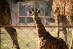 ¡Se llama Kawi! La jirafa bebé del Zoológico de Morelia