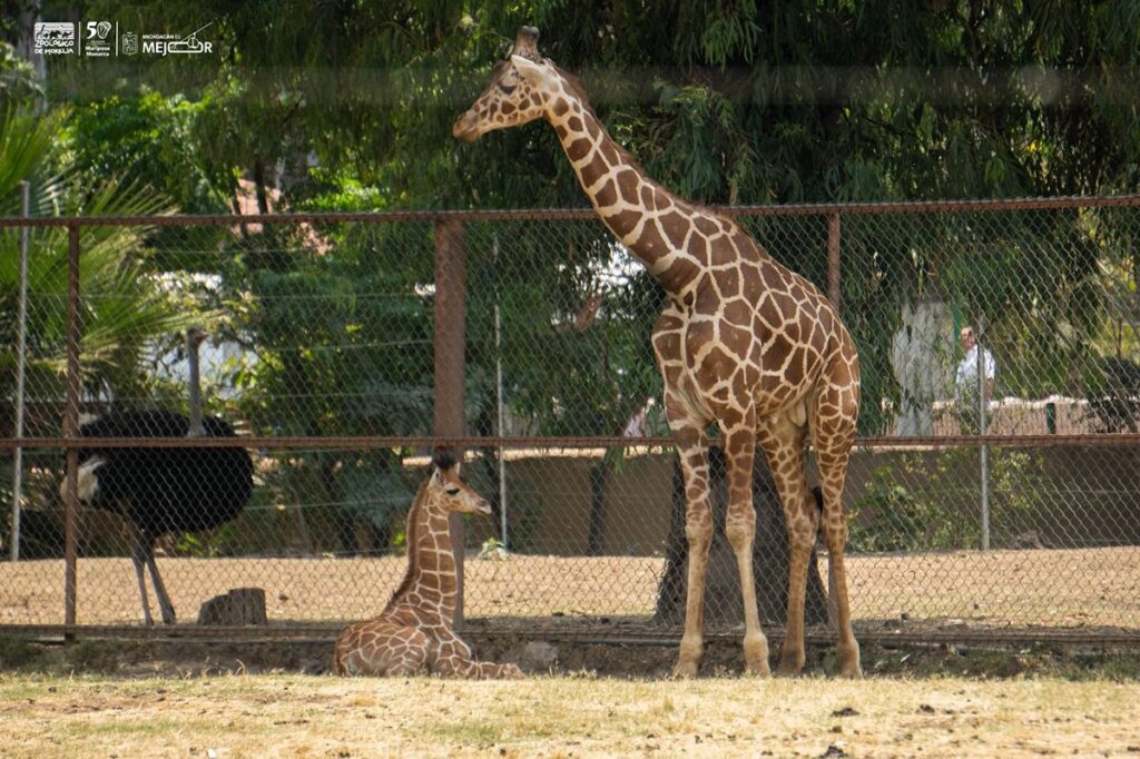 ¡Se llama Kawi! La jirafa bebé del Zoológico de Morelia-2