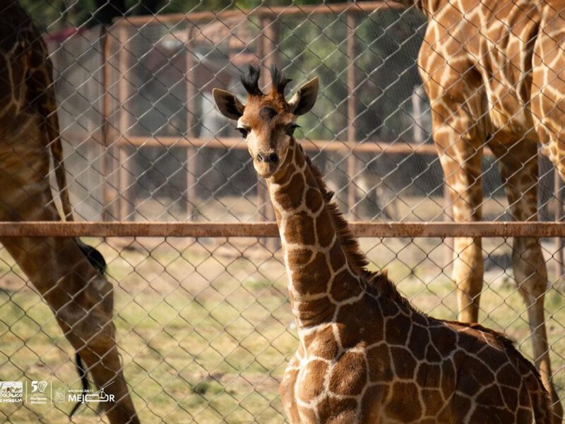 ¡Se llama Kawi! La jirafa bebé del Zoológico de Morelia