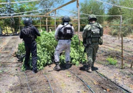 SSP detiene a hombre en plantío de mariguana y destruye campamento clandestino Apatzingán