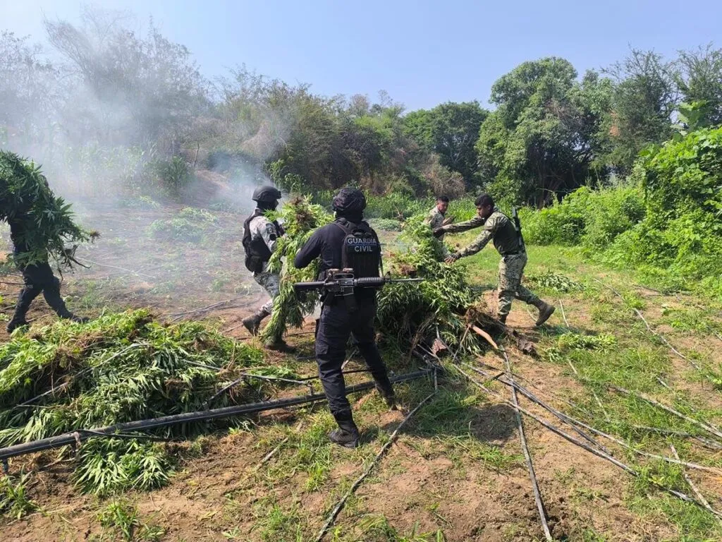 SSP incinera plantío de marihuana en Parácuaro