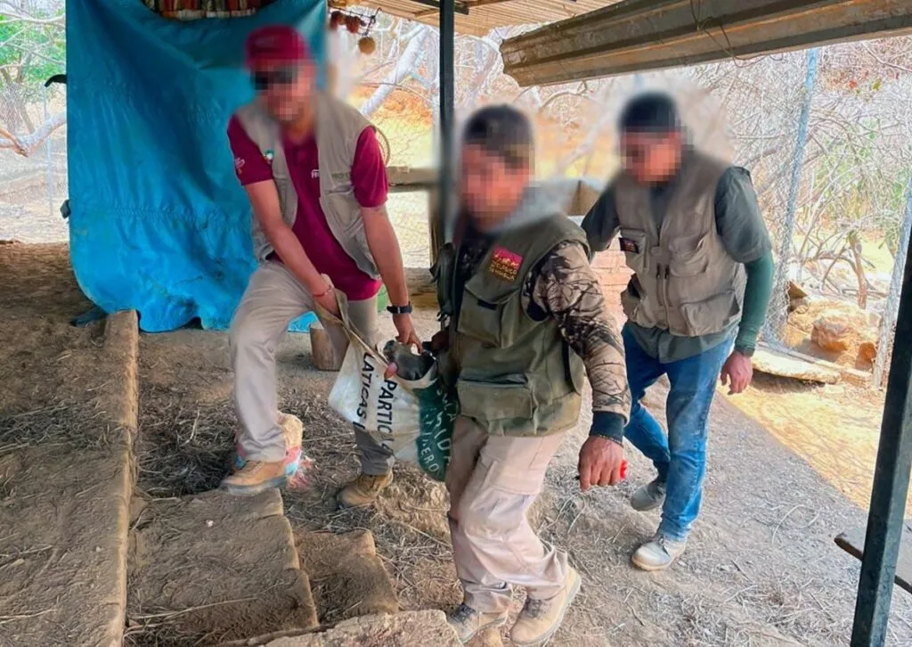 Traslado de venados en Zoológico de Morelia