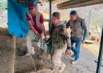 Apoya Zoológico de Morelia con traslado y resguardo de venados decomisados