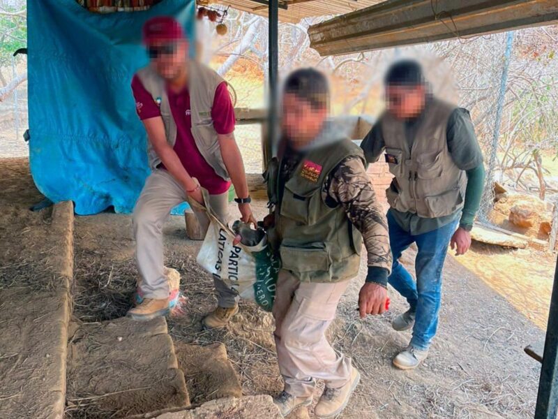 Traslado de venados en Zoológico de Morelia