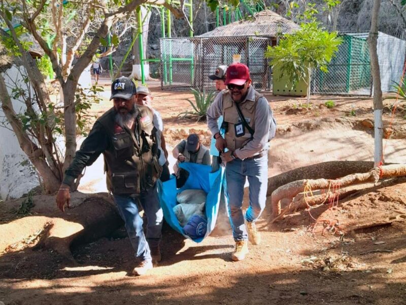 Zoológico de Morelia resguarda ejemplares decomisados
