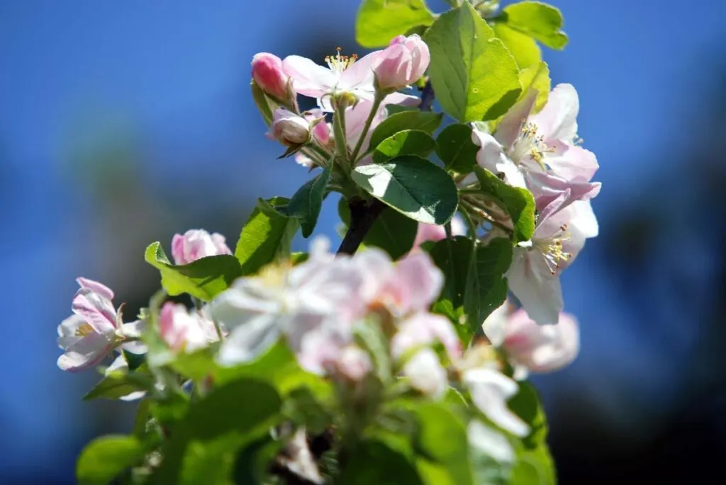 Acercamiento de flor de cerezo japonés