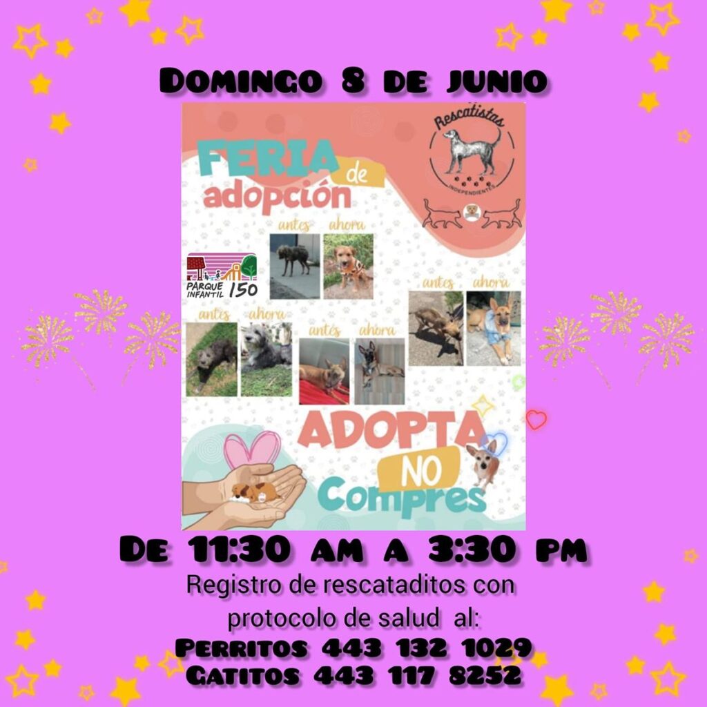 alistan feria de adopción en Morelia. Enamórate de un michi o lomito
