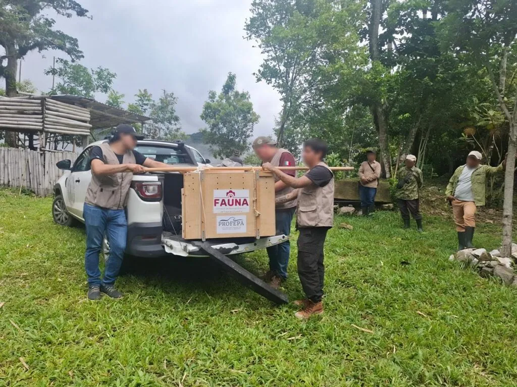 Animales exóticos asegurados tras desmantelamiento de red de huachicol
